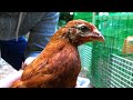 ニワトリをウズラ小屋に入れると・・・　養鶏　養鶉　うずらが襲撃されたかも・・・