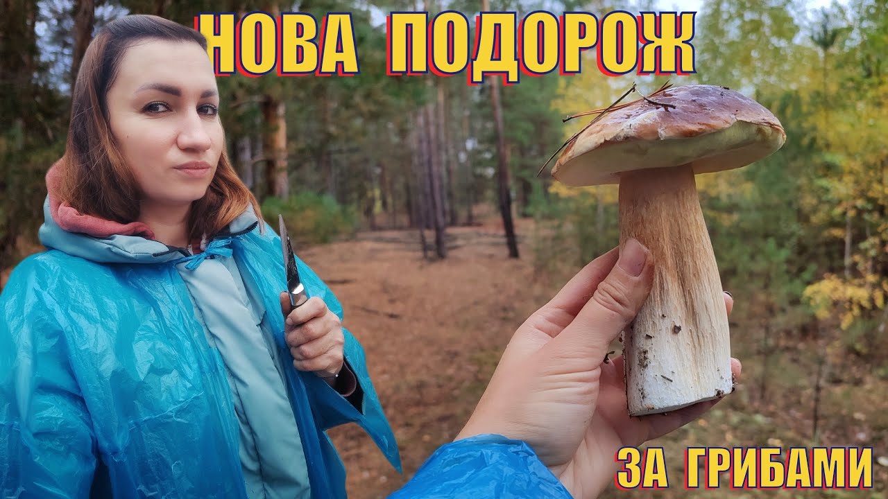 Польський гриб та білий | Відпочинок в лісі