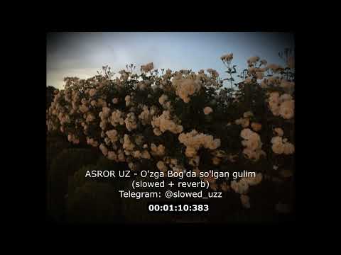 ASROR UZ — SO'LGAN GULIM (SLOWED — REVERB)