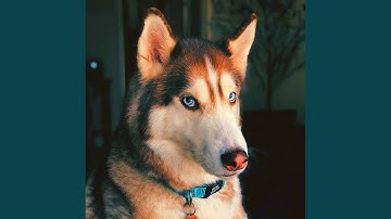 Pulsating Ambience for Resting Pups