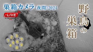 【夜間】 抱卵6日目 🥚×9 シジュウカラの巣箱 巣箱カメラ 野鳥 2024/05/15(夜)～05/16(朝) Bird Nest Box Live Camera