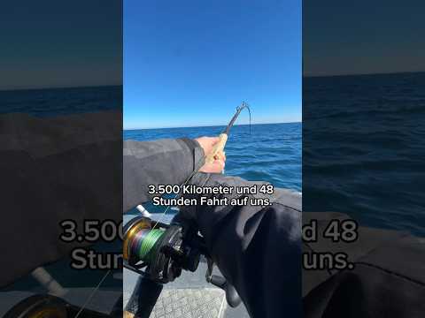 3500KM für den Fisch des Lebens - Mission Nordkap ???????? #angeln #norwegen #heilbutt #viral #fyp