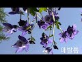 4월정원에 꽃이야기~