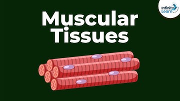 What are Muscular Tissues? | Don