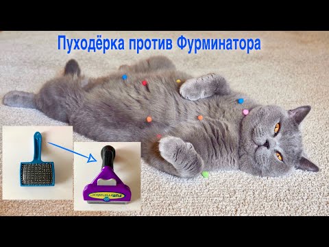Фурминатор VS пуходёрка для Британского кота / BRITISH CAT