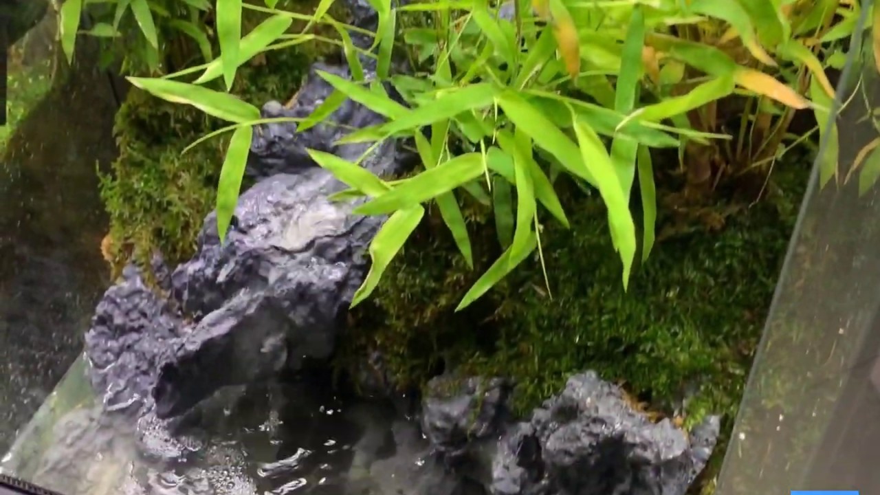 aquarium plants การจัดตู้วิวาเรี่ยมแบบง่ายๆ