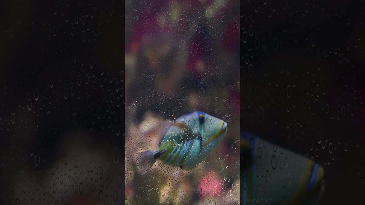 Picasso Triggerfish: The Aggressive Artist of the Reef