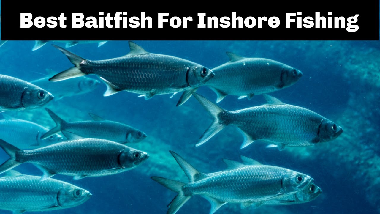 The Best Baitfish For Inshore Fishing & How To Match The Hatch