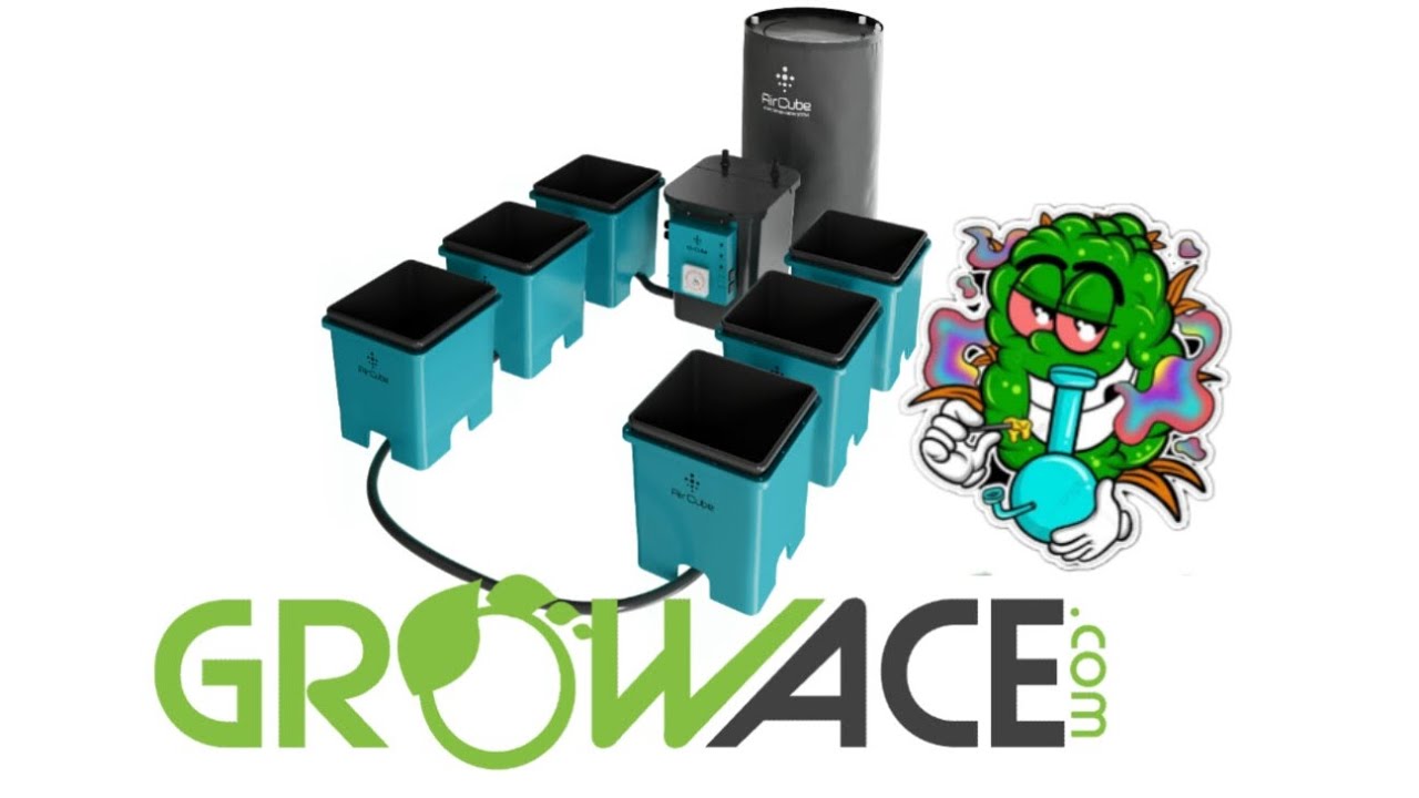 4 Autoflowers in the AirCube System from GROWACE