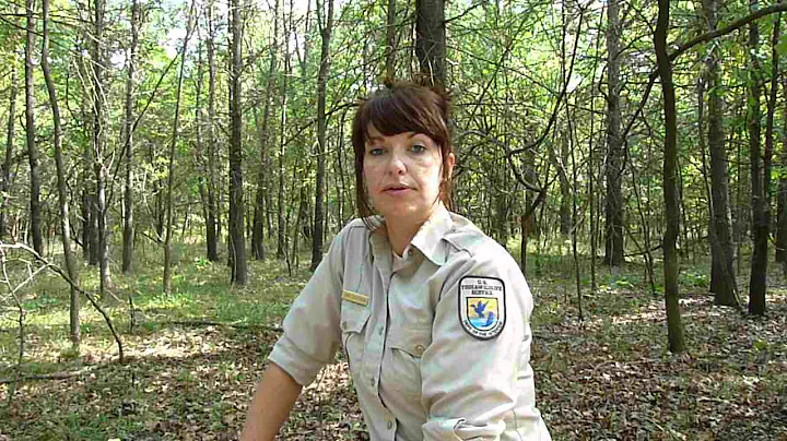 Bottomland Hardwood Forest