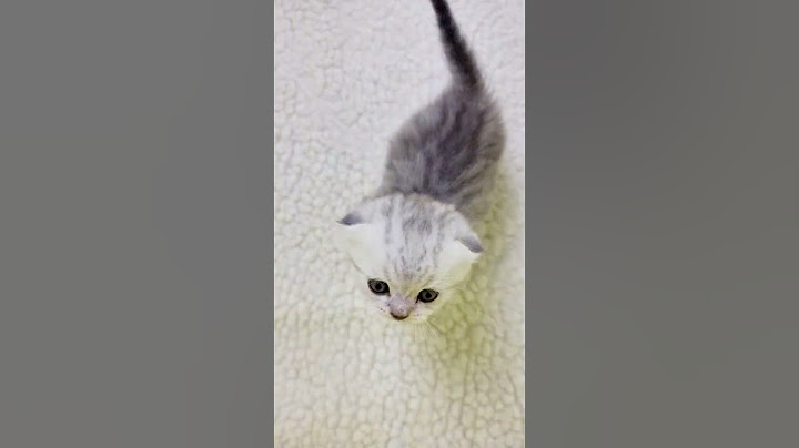 Котёнок громко мяукает и зовёт маму кошку