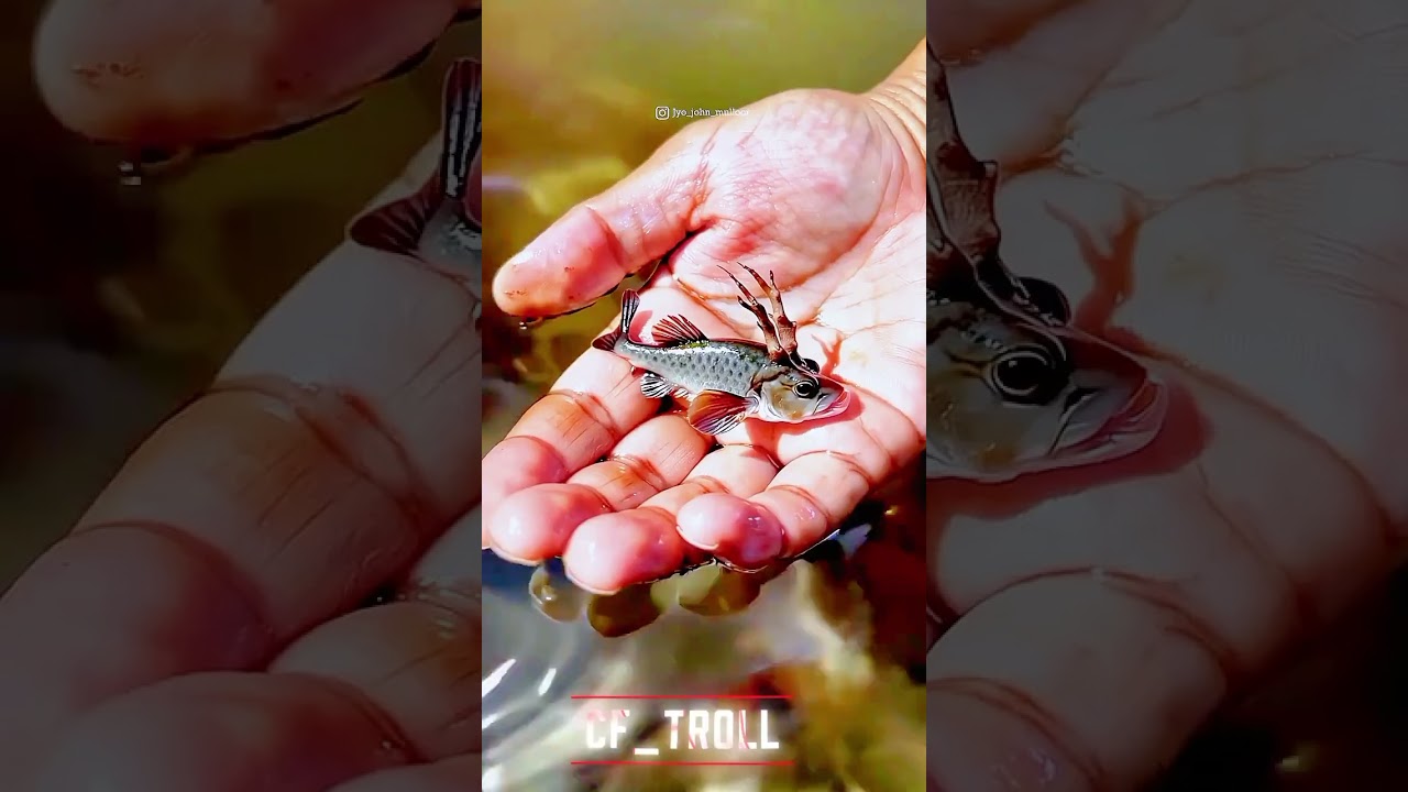 Nature Nature's Beautiful Animal Evolution!😲👀