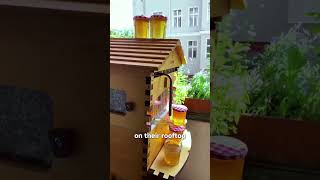 Do you need a big backyard to have bees?