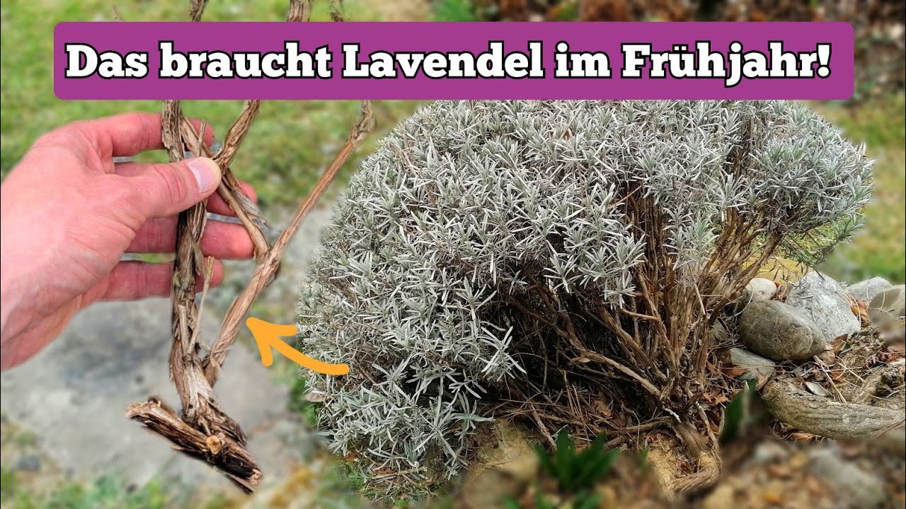 Lavendel im Frühjahr: WANN & WIE klappt ein Radikalschnitt, wann nicht?