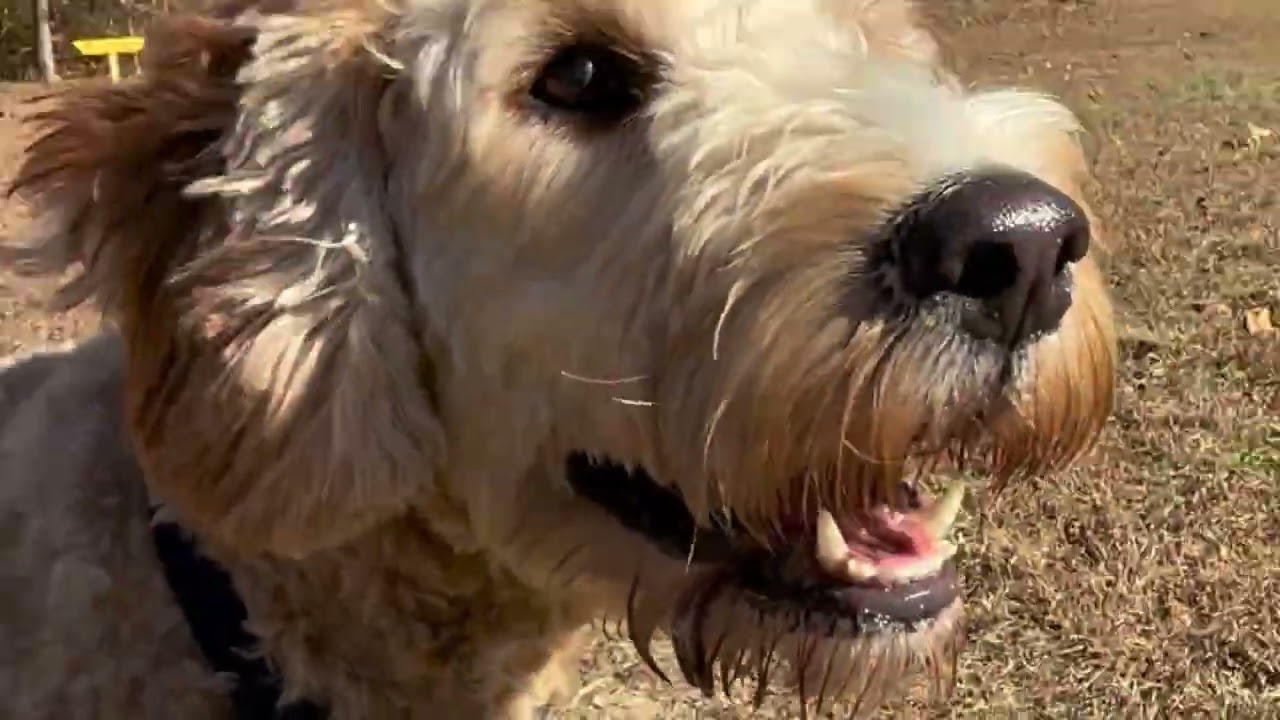 Freedom barks dog park explained 🐕😂🐶