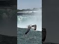 Go with the flow, let the falls wash away your worries !!! #niagarafalls #niagara