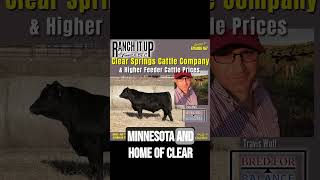 This Is What Feeder Cattle Are Selling For & Seedstock Based On Balance