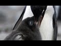 Penguin siblings race for food  growing up wild  bbc earth