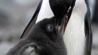 Penguin Siblings Race For Food | Growing Up Wild | BBC Earth