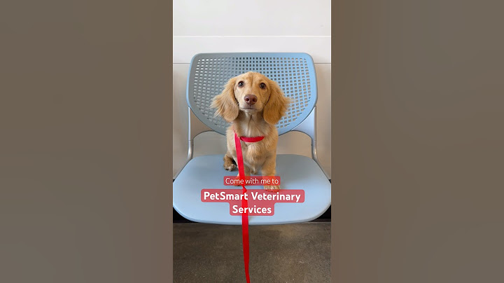 How would you say Dewey did during his vet appointment? 🐕🩺 #veterinary #vetclinic #petsmart #dogs