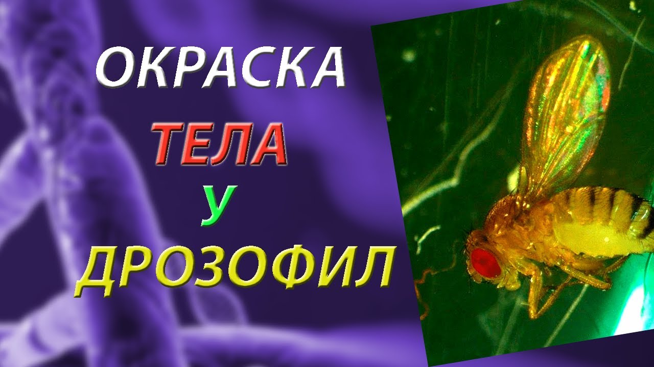 теория сцепленного наследования томаса моргана. множественный аллелизм у дрозофилы. эксперимент моргана на дрозофилах. значение работ томаса моргана. хромосомная теория моргана схема.