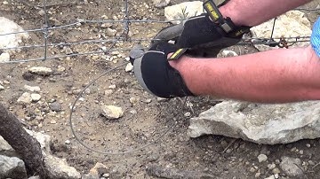 Learn how to Snare Wild Pigs