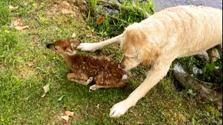 Dendoodle Helps Rescue Fawn Drowning In Lake