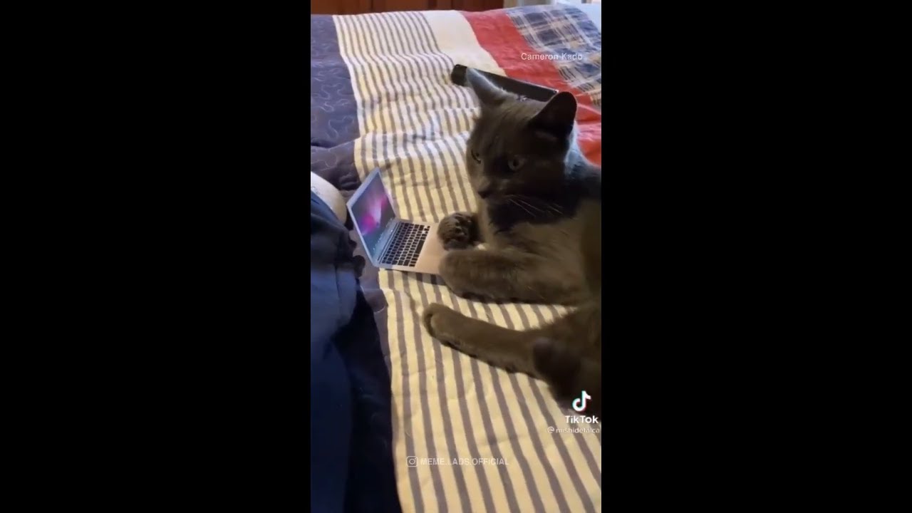 This Why Cats Love Sitting on Your Laptops. Shorts YouTube