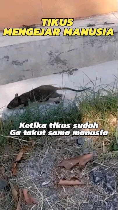 Lari dikejar tikus #shorts #tikus