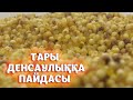 ТАРЫНЫҢ ДЕНСАУЛЫҚҚА ТИГІЗЕР ПАЙДАСЫ КӨП