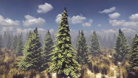 Conifers Vol.1 - Spruces (Video 1) | UNITY