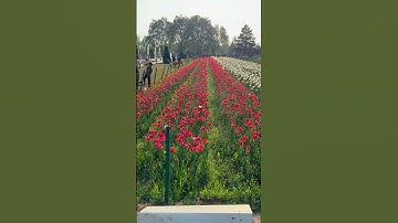 Thumbnail of Srinagar Tulip Garden April 17th 2025 #kashmir #srinagar #tulip #garden #nature #love #beautiful