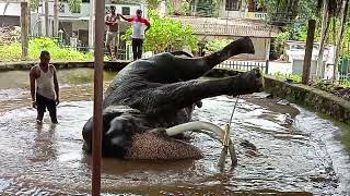 Rising Giants: How Elephants Stand Up? YOU KNOW?      #nature #elephant