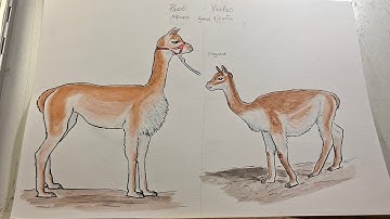 Vicuña x Alpaca Hybrid Full Timelapse 