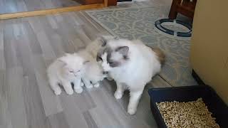 ragdoll kittens and mum