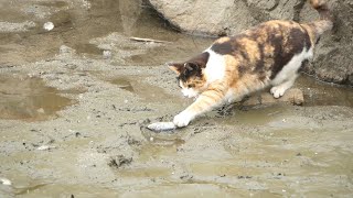 I drained the pond and the cats are gathering in