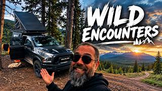 Where The Wild Things Roam | Truck Camping In The Rockies @OverlandAlberta