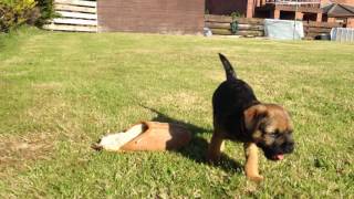 border terrier pup