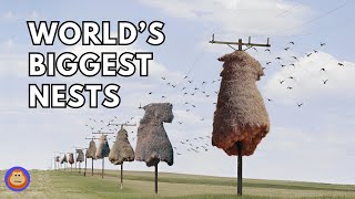 4 Animals That Build the Most Impressive Structures