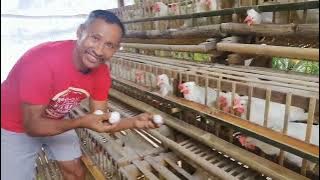 Magkano ang aking pinuhunan sa 200 heads na RTL o paitlogin na manok ||   Backyard Poultry Farming