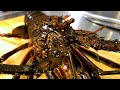 【Japanese local food Spiny Lobster in Mie 】三重県産/伊勢海老　モンスター伊勢海老!! 伊勢の至宝！　豪快姿盛りと特濃海老出汁お味噌汁