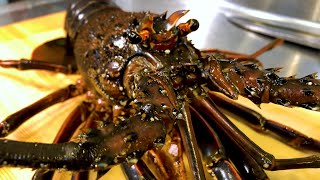 【Japanese local food Spiny Lobster in Mie 】三重県産/伊勢海老　モンスター伊勢海老!! 伊勢の至宝！　豪快姿盛りと特濃海老出汁お味噌汁