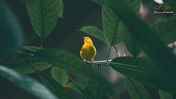 سورة الفجر محمدكمال هاشم🌷مختارات(٣)