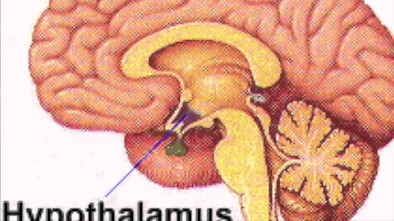 Центр голода в головном мозге. Гипоталамус. Гипоталамус жажда. Центр жажды в гипоталамусе. Центр жажды в головном мозге.