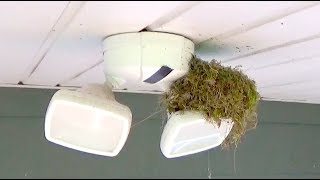 Homemade Bird Control Spikes - Nest Building Deterrent