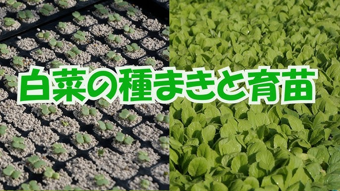白菜の種まきと育苗 8 18 1047 Youtube 白菜の種まきと育苗 8 18 1047 Youtube