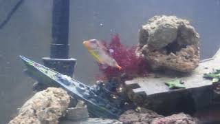 Feeding the Green Wolf Eel, Humu Humu Trigger and Blue Spot Puffer