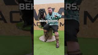 Why You Should Not Get A Mastiff Breed