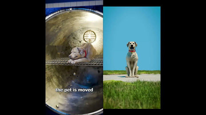 How Freeze-Drying Pets Works    #animation #creativecontent #trending #fyp #pets #freezing