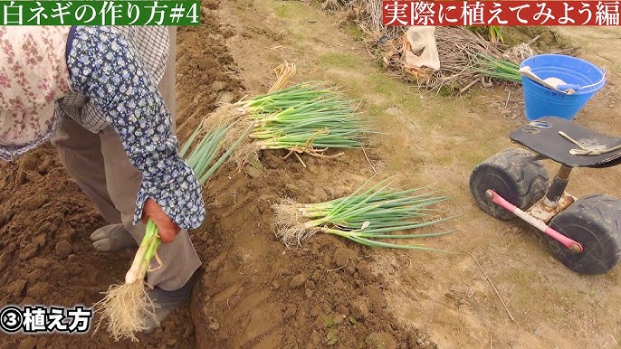 ４ 6月に植えるネギの抜き苗 秋冬年内収穫するネギ苗の栽培ポイント ホームセンター 種苗店のネギ苗 初心者 家庭菜園向け 森の奏で で紹介 トキタ種苗 Youtube